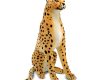 rent-cheetah-plush-party-props